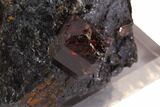 Zircon Crystals in Mica Schist Matrix - Norway #94425-3